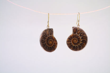 Ammonite Fossil Earrings