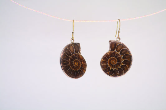 Ammonite Fossil Earrings