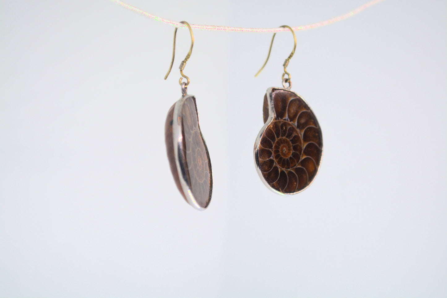 Ammonite Fossil Earrings