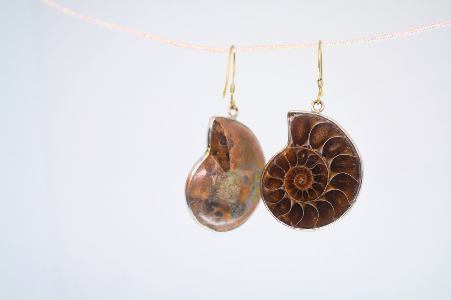 Ammonite Fossil Earrings