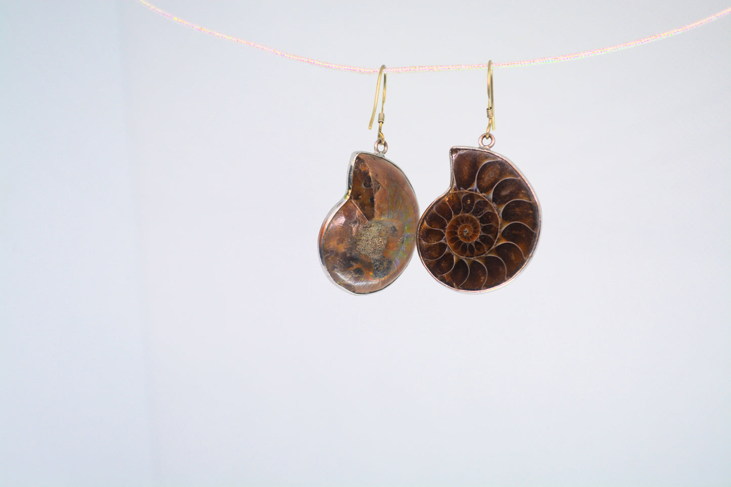 Ammonite Fossil Earrings