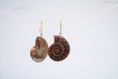 Ammonite Fossil Earrings